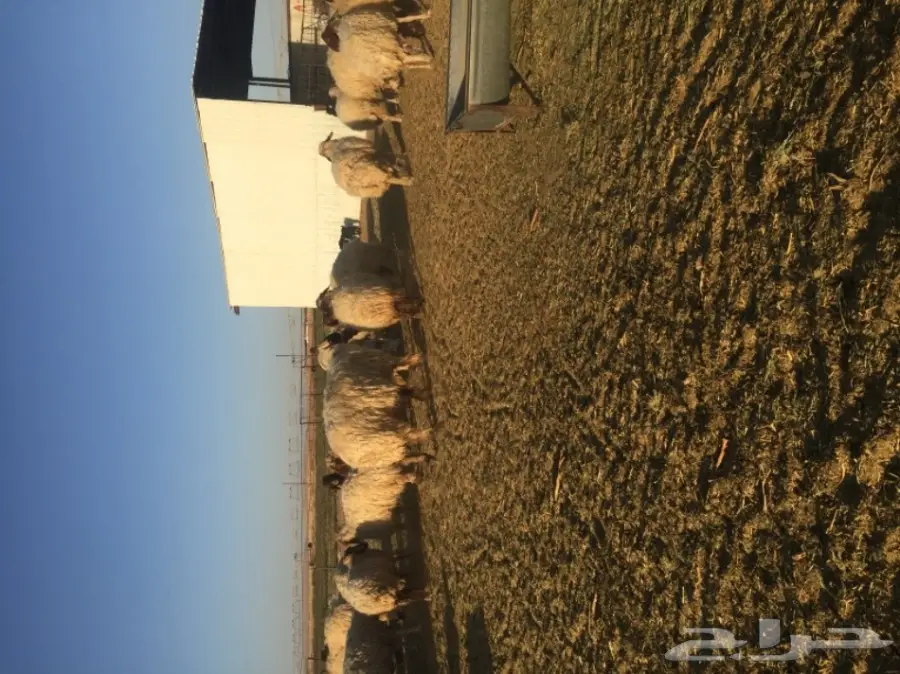 غنم نعيمي  (image 12)