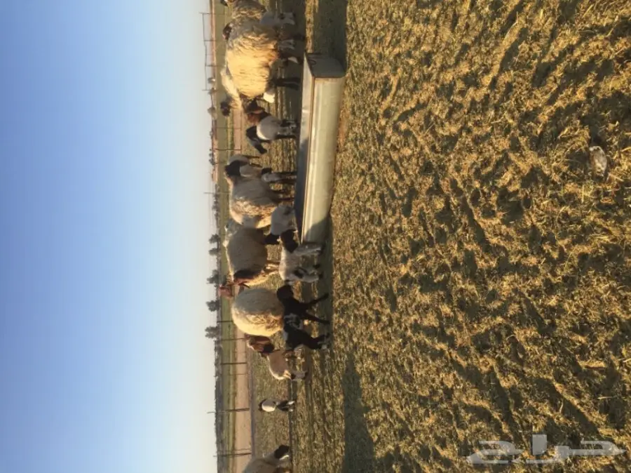 غنم نعيمي  (image 13)