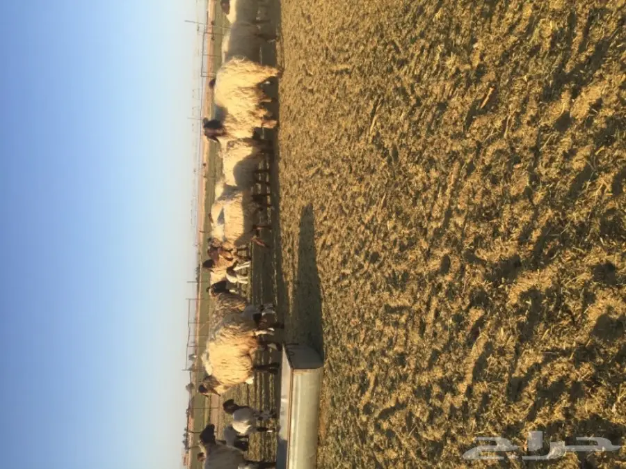 غنم نعيمي  (image 14)