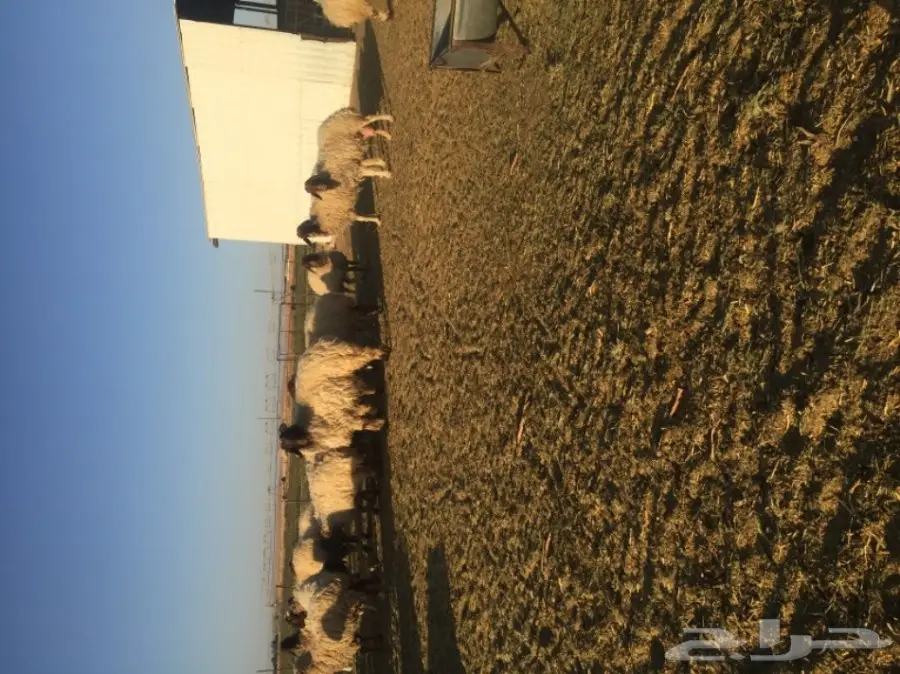 غنم نعيمي  (image 15)