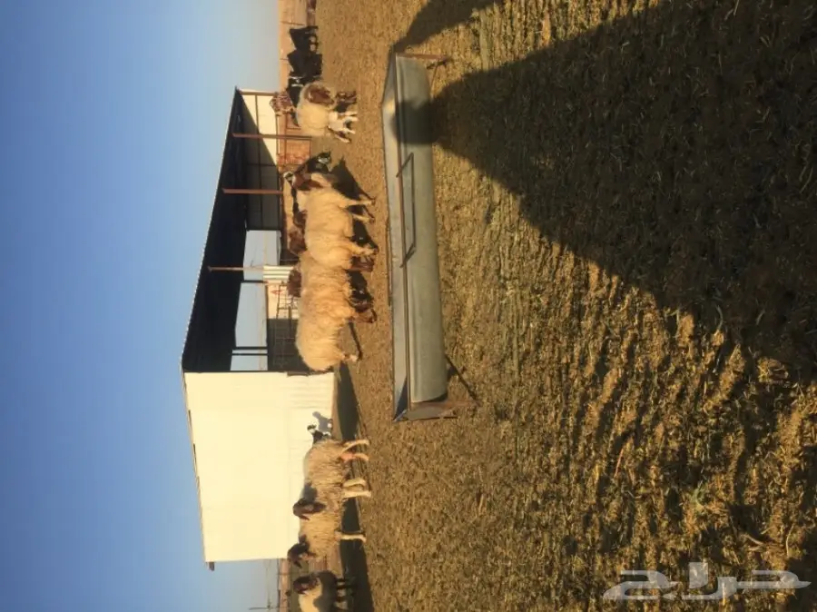 غنم نعيمي  (image 16)