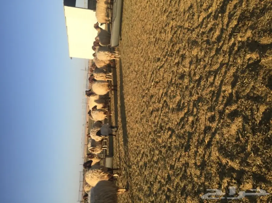 غنم نعيمي  (image 17)