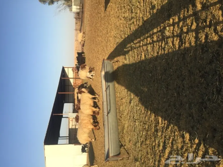 غنم نعيمي  (image 18)