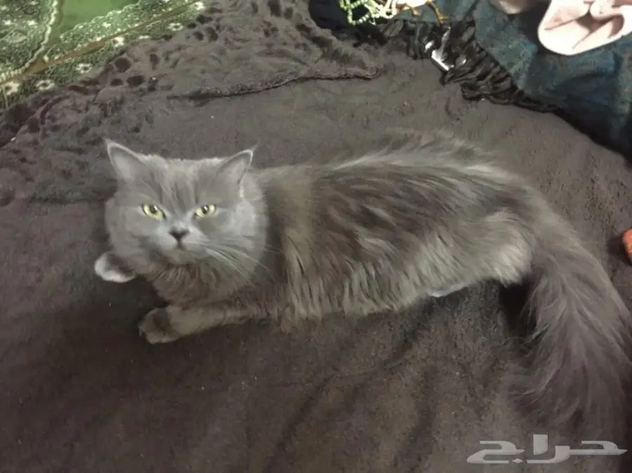 قطة جاههز للتزاوج (image 1)