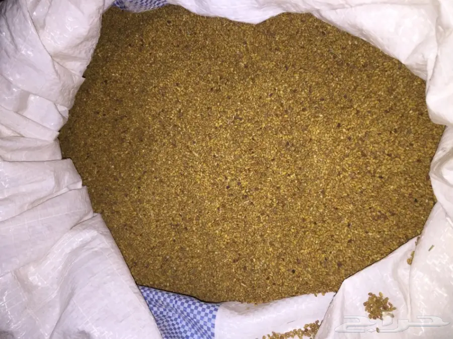 للبيع بذر برسيم بلدي