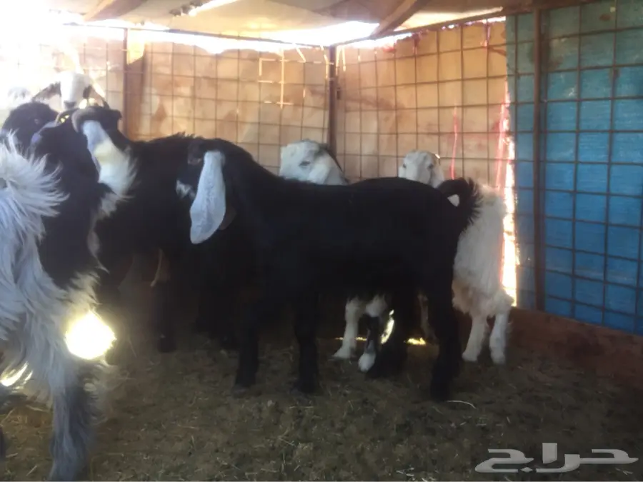 بيع أبقار حلوب مميزة - حايل الغزالة (image 5)