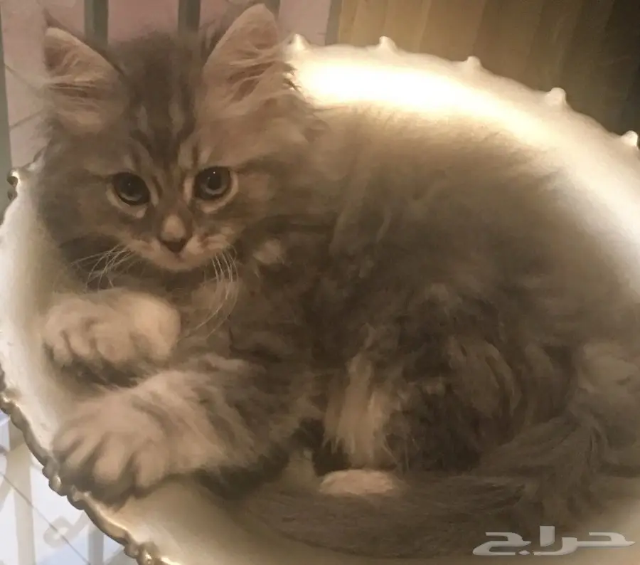 قط للبيع (image 1)