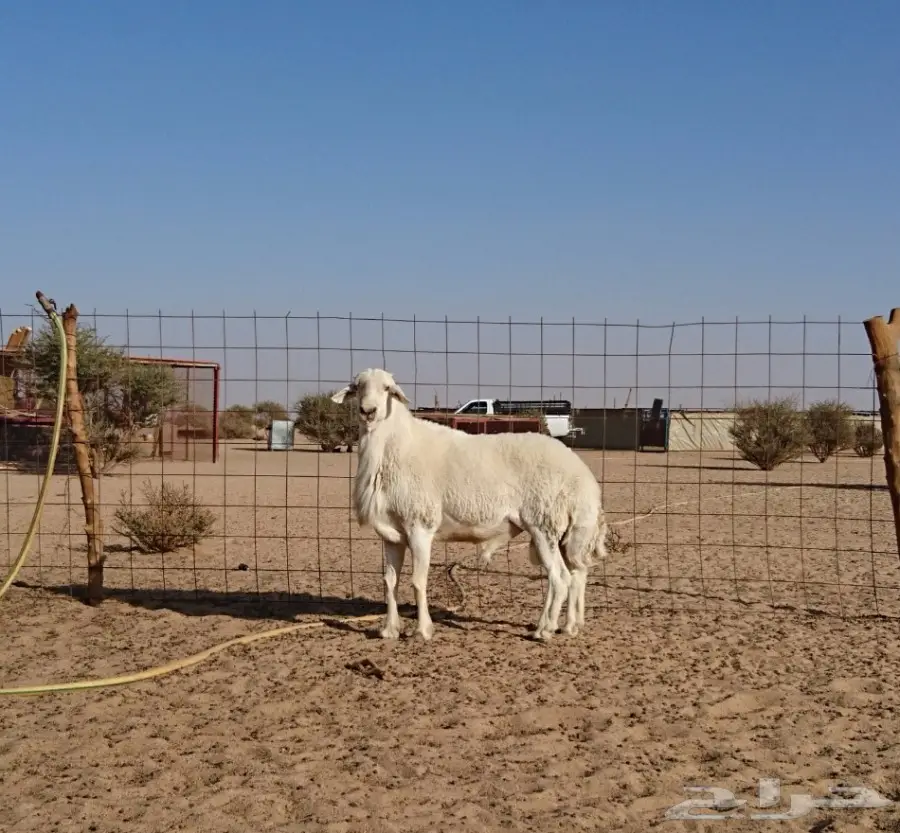 فحل حري مشروط من غنم شعيل الدعدي  (image 1)
