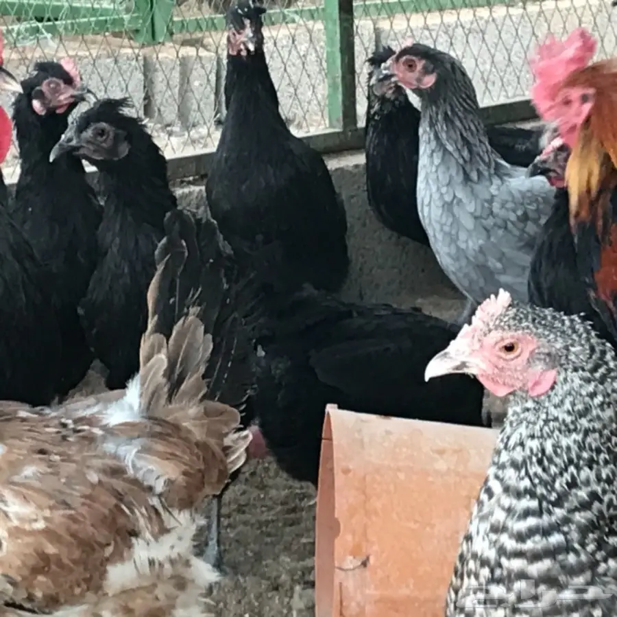 دجاج بلدي بياض .. و بيض طازج (image 6)