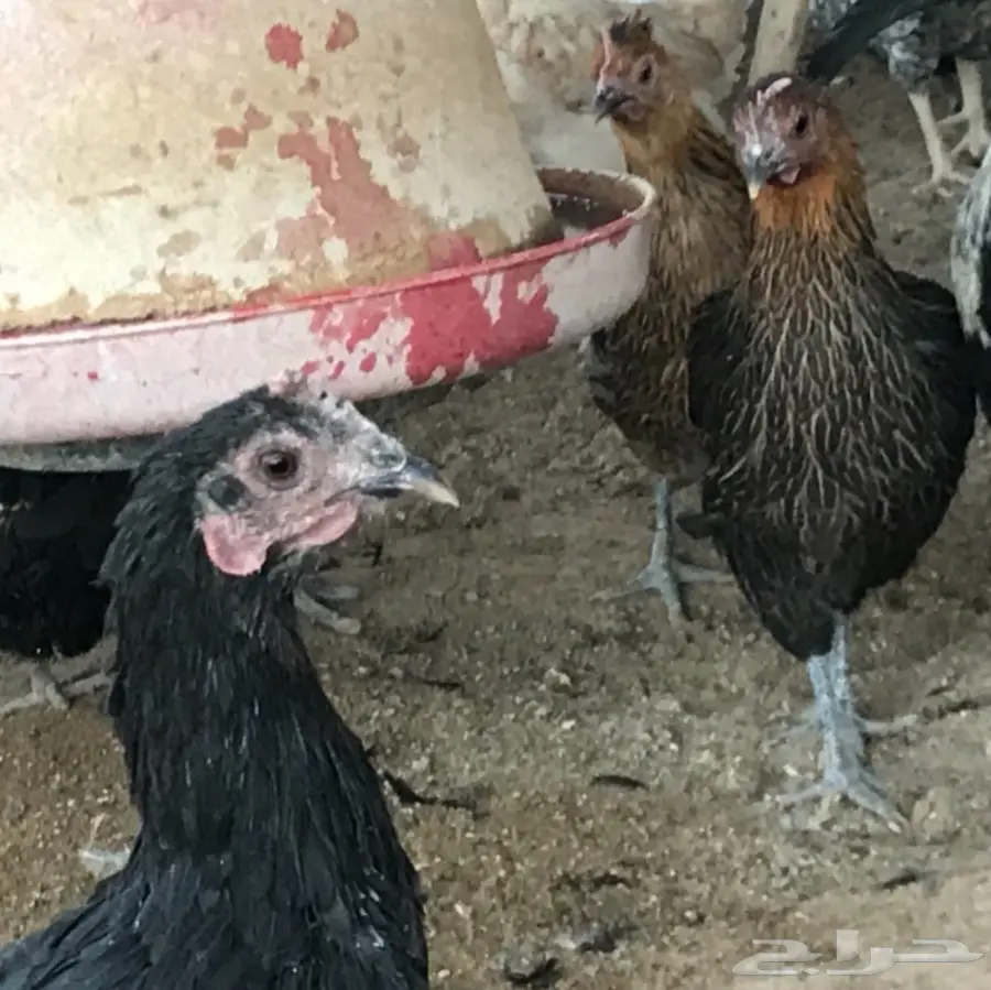 دجاج بلدي بياض .. و بيض طازج (image 7)
