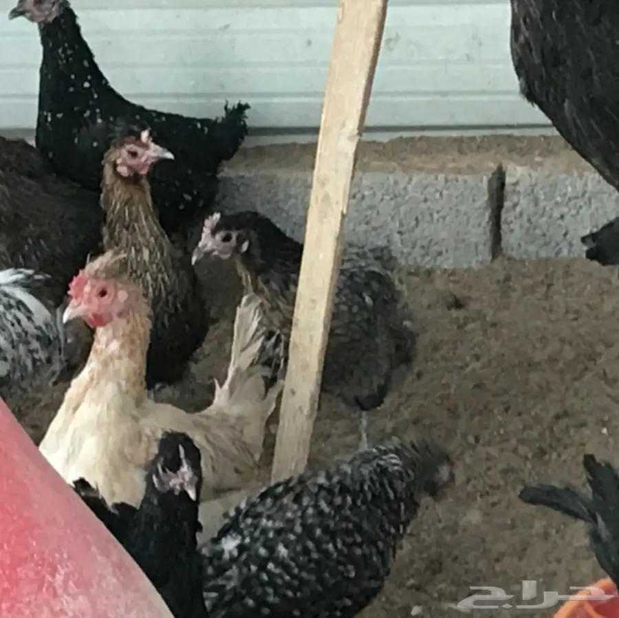 دجاج بلدي بياض .. و بيض طازج (image 11)