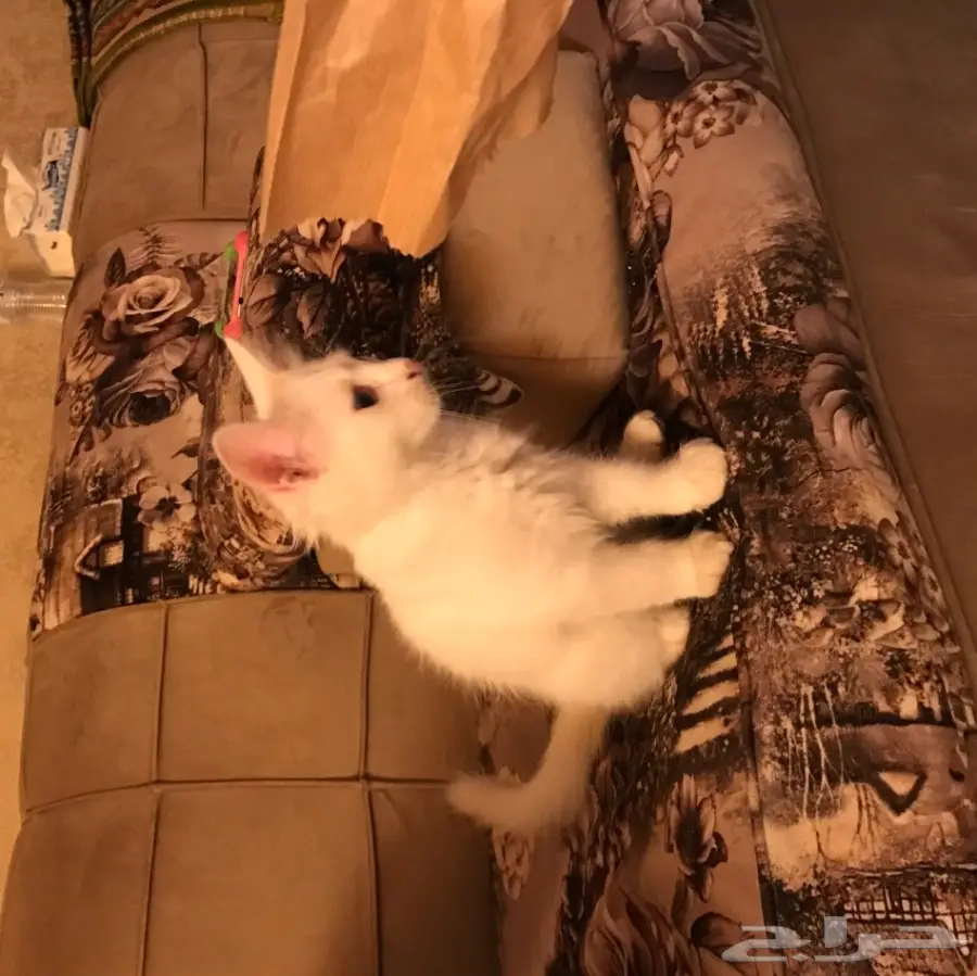 قط شيرازي للبيع (image 1)