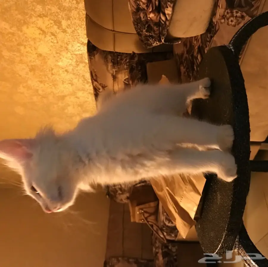 قط شيرازي للبيع (image 2)