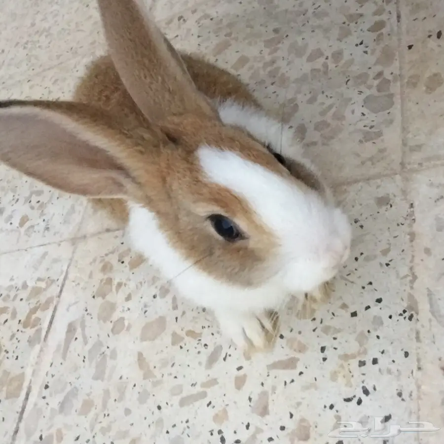 أرانب للبيع