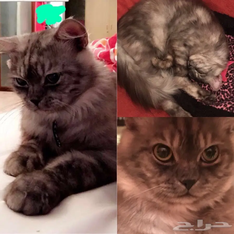 قط روسي للبيع