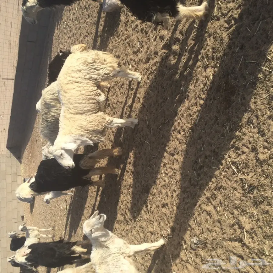 طلي فحل حري للبيع