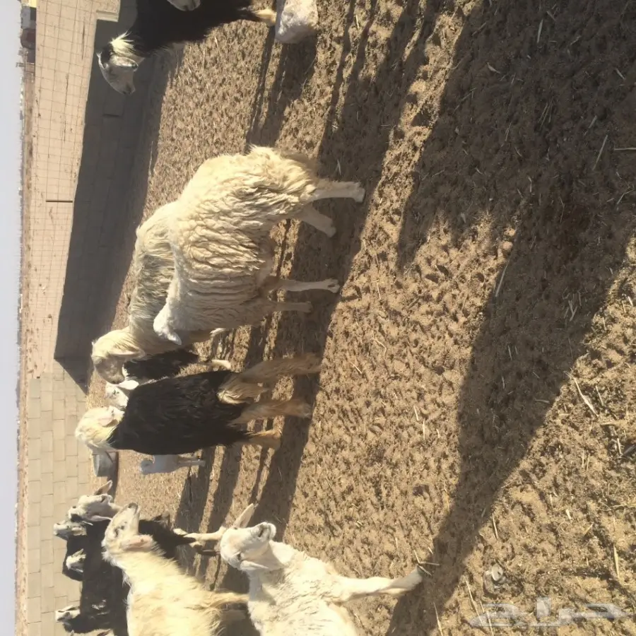 طلي فحل حري للبيع (image 1)