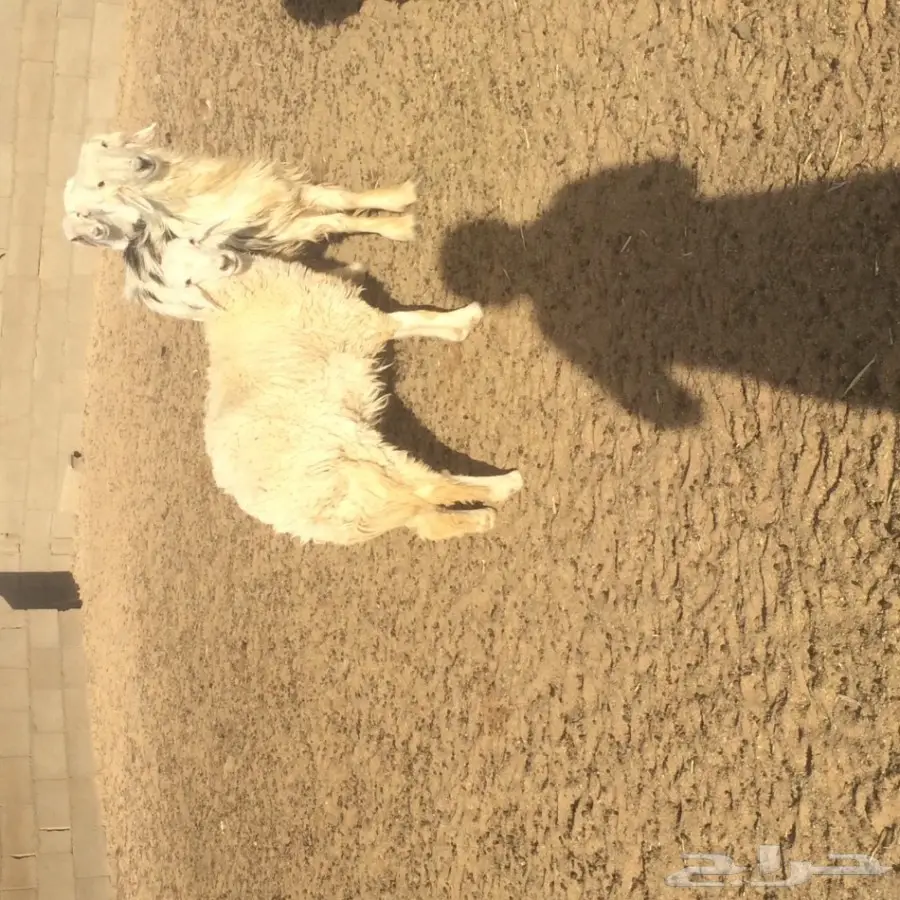 طلي فحل حري للبيع (image 2)