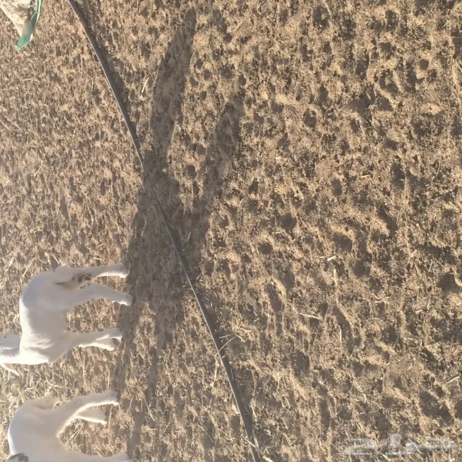 طلي فحل حري للبيع (image 3)