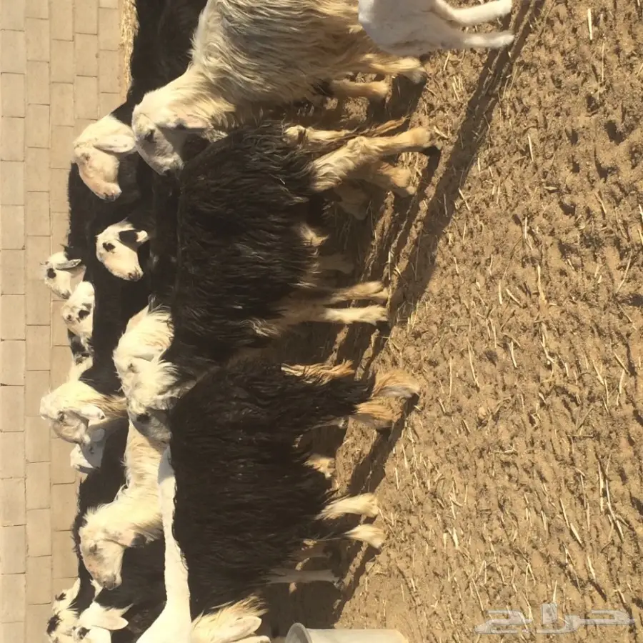 غنم نجد للبيع