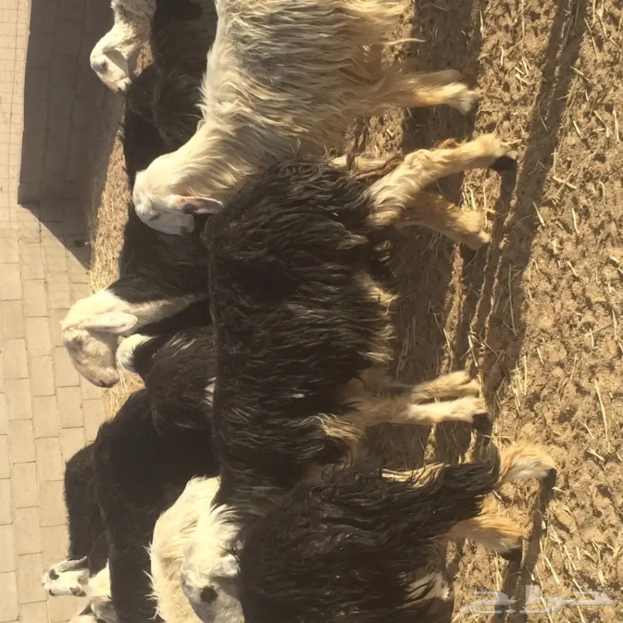 غنم نجد للبيع (image 1)