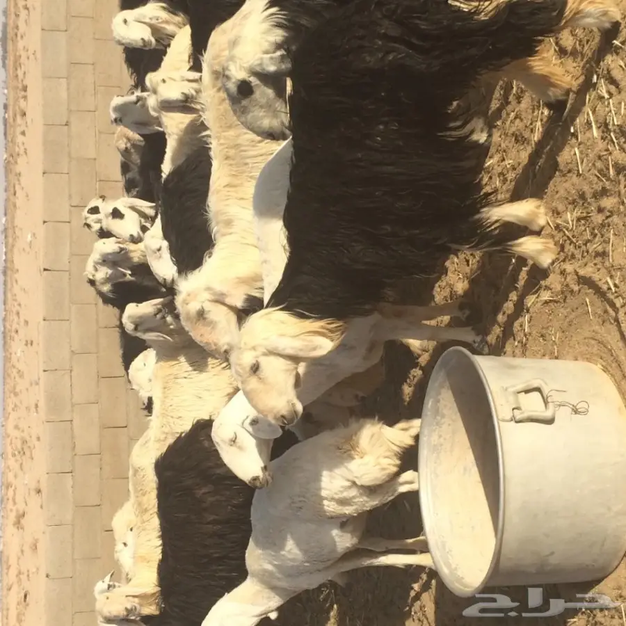 غنم نجد للبيع (image 2)