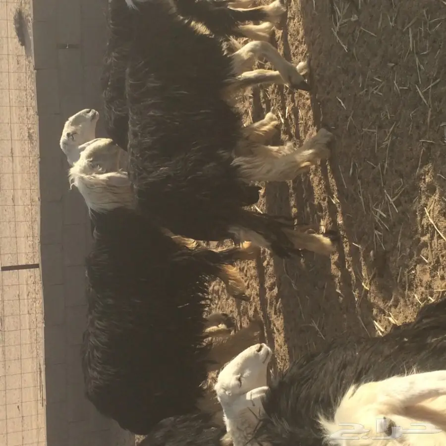 غنم نجد للبيع (image 3)