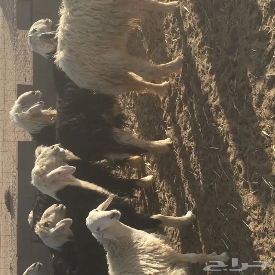 غنم نجد للبيع (image 4)