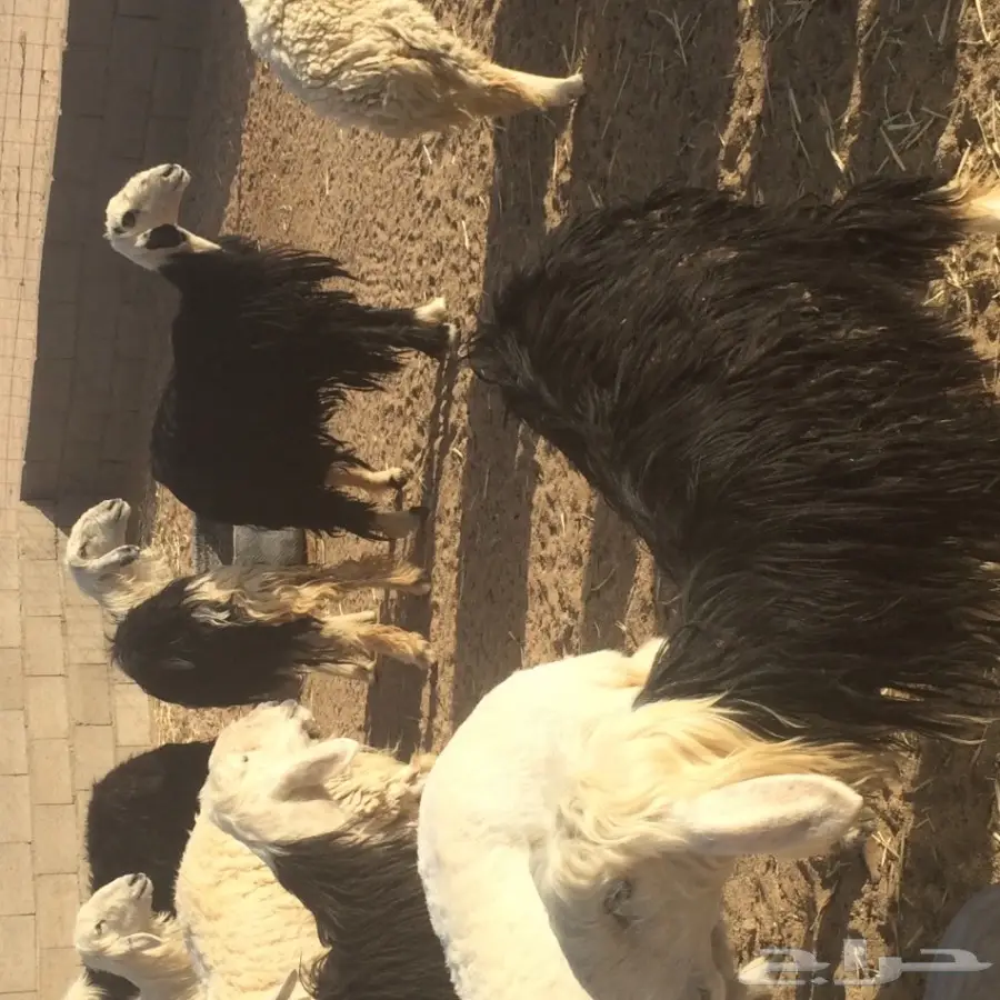 غنم نجد للبيع (image 5)