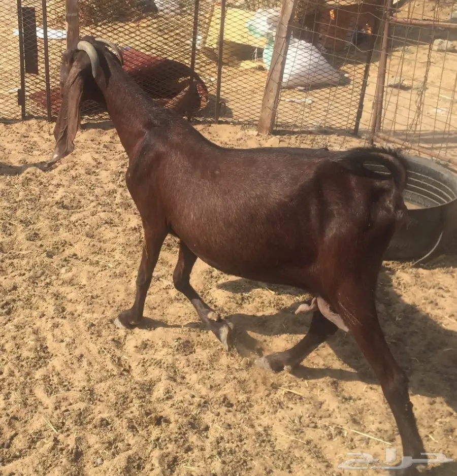 عنز دافع على وشك ولاد (image 2)