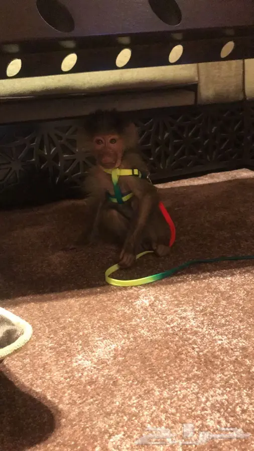 قرده انثى رائعة للبيع! فرصة لا تُفوّت