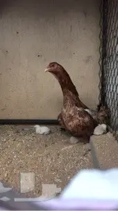 صوص باكستاني  (image 5)