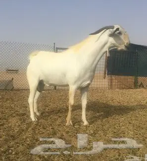 تيس فحل بيشي صنف 