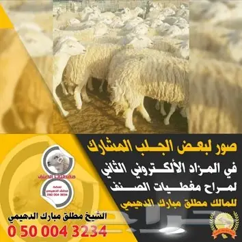 تصميم إعلانات احترافي عن بعد - أفكار مبتكرة و تنفيذ سريع! (image 128)