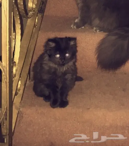 كيتن للبيع في المدينة  (image 2)