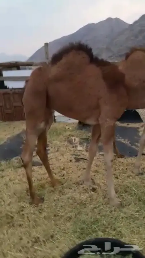 ابكار (أبقار حلوب) - فرصة ذهبية! (image 2)