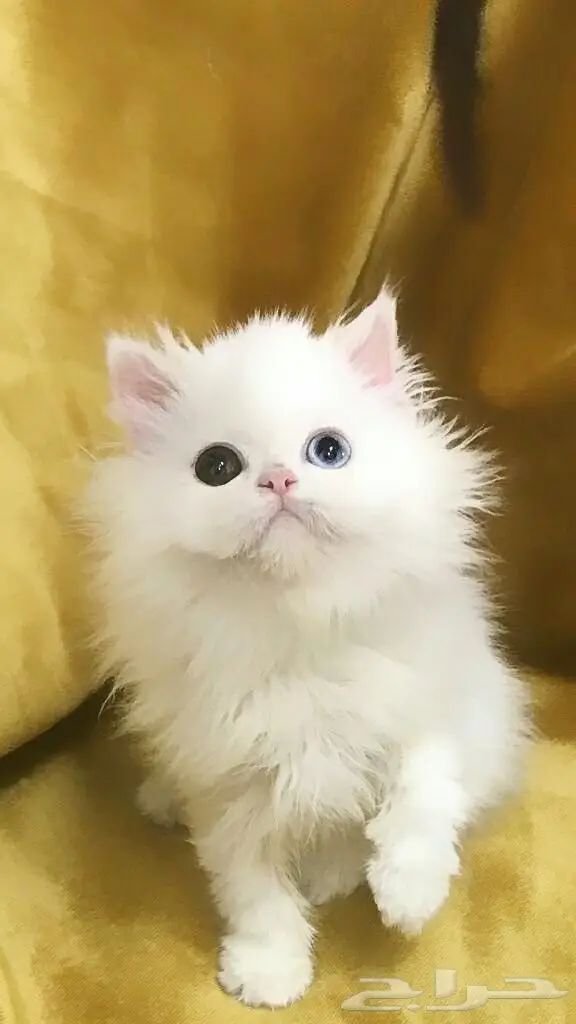 كيتن انثي شيرازي بيور 