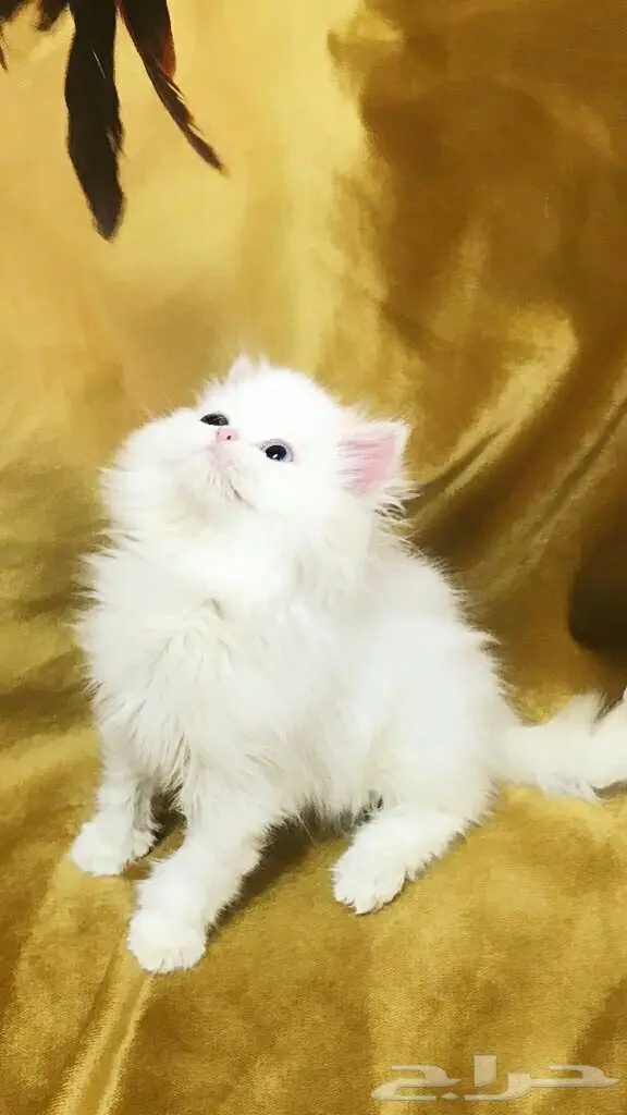 كيتن انثي شيرازي بيور  (image 1)