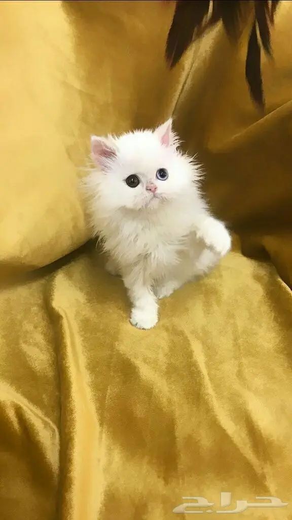 كيتن انثي شيرازي بيور  (image 2)