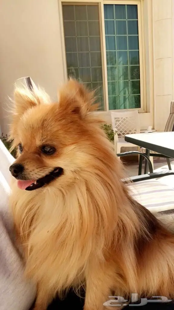 بومرينيان صغير - فرصة لا تُفوّت! (image 1)