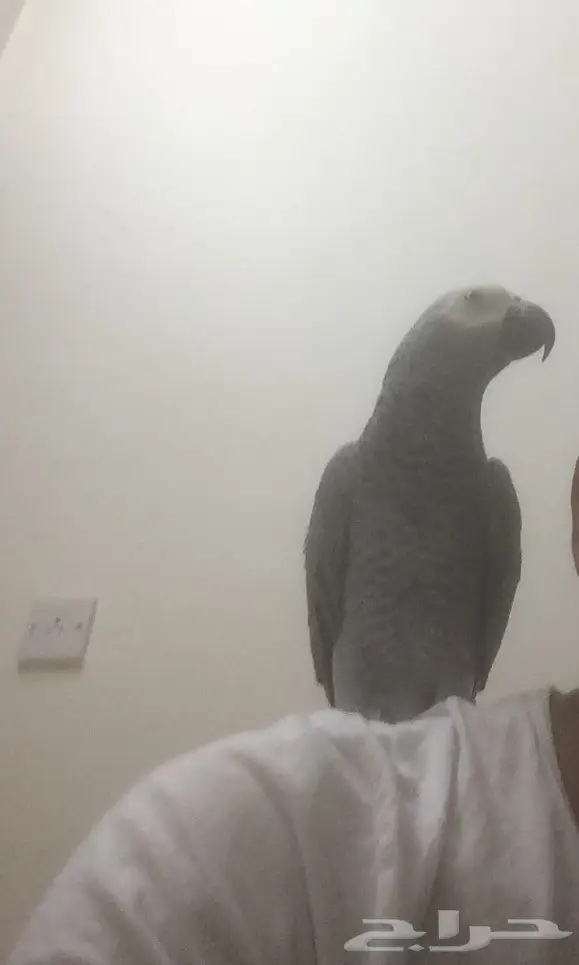 كاسكو  هولندي كبتن كلام (image 2)