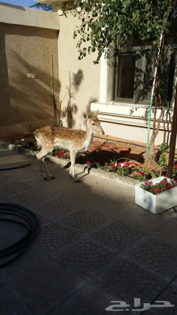 غزال هولندي فلودير