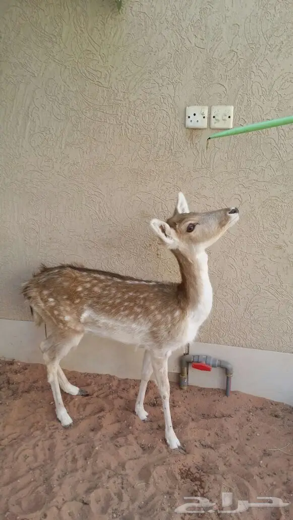 غزال هولندي فلودير (image 1)