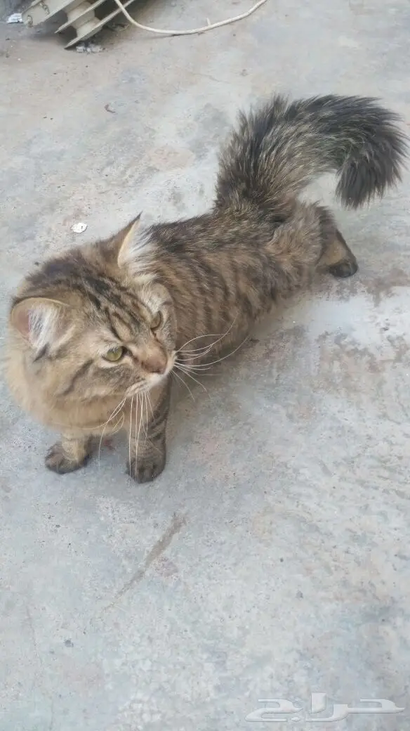 اللي يعرف سريعا لطفا.