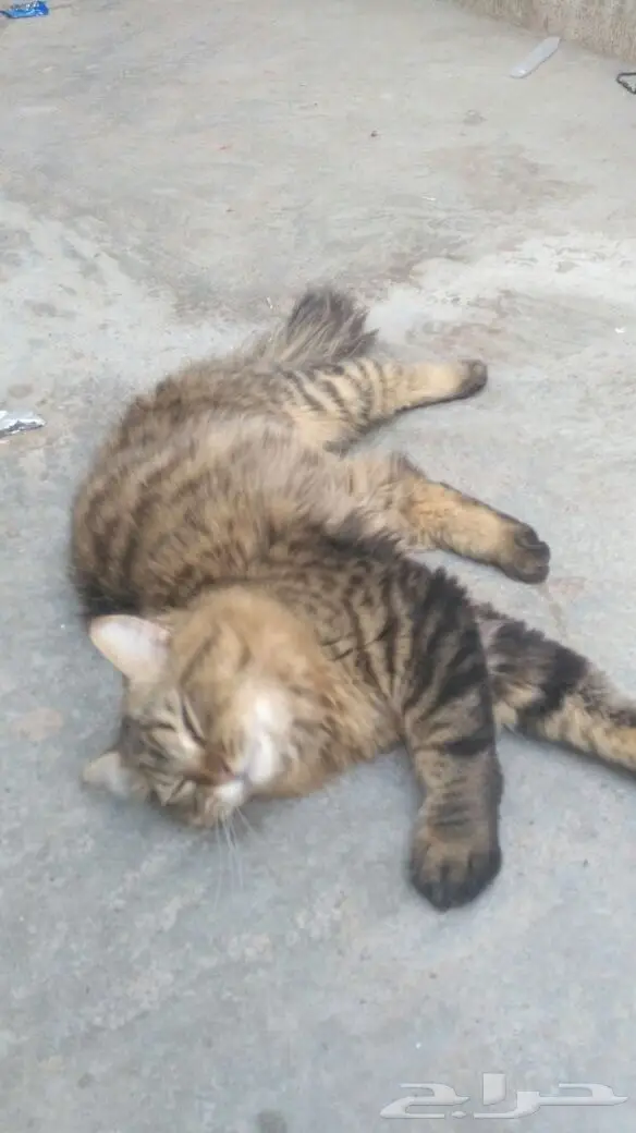 اللي يعرف سريعا لطفا. (image 1)