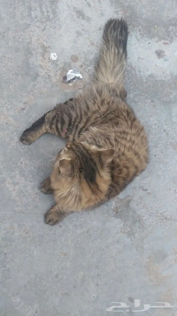 اللي يعرف سريعا لطفا. (image 2)