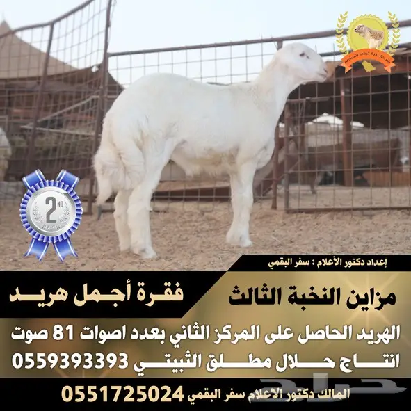 تصميم إعلانات احترافي عن بعد - أفكار مبتكرة و تنفيذ سريع! (image 111)