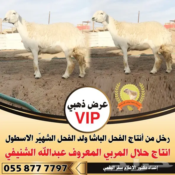 تصميم إعلانات احترافي عن بعد - أفكار مبتكرة و تنفيذ سريع! (image 114)