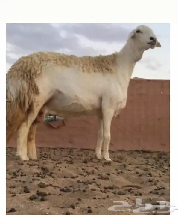 فحل 7شهور  (image 3)