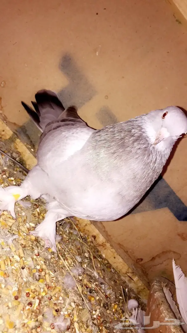 حمام تركي  (image 1)